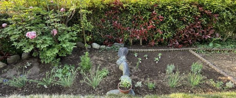 今年庭に植えたハーブの全体写真