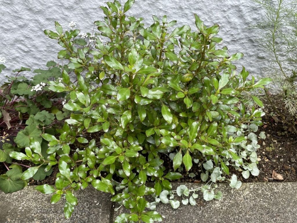 色味と質感の異なるグリーンを組み合わせた植栽