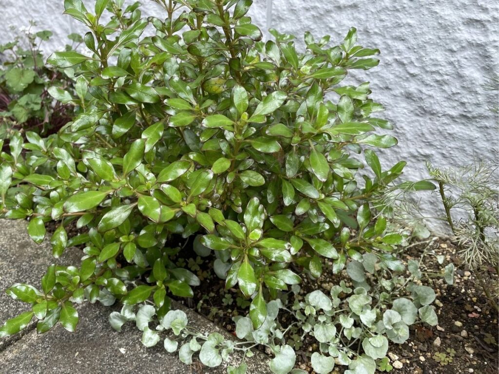 コプロスマの株元に植えたディコンドラ シルバーフォールズ（2026年6月）