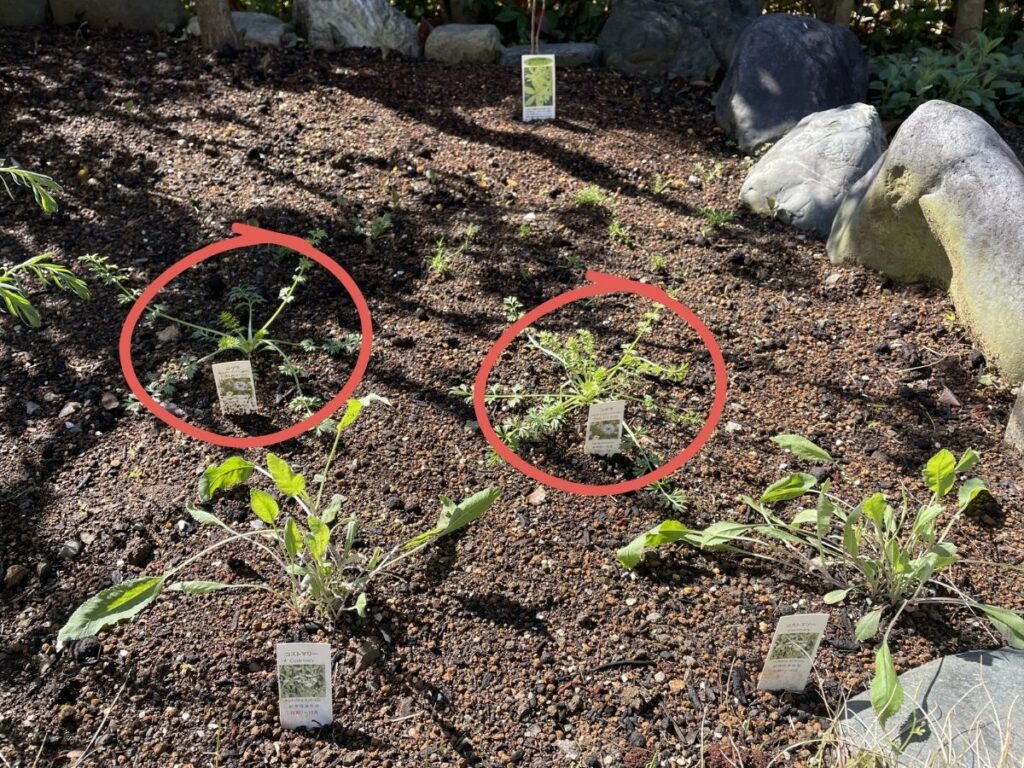 最初に植えたニゲラの苗