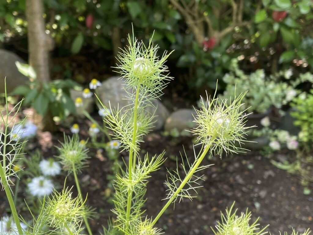 ニゲラの蕾