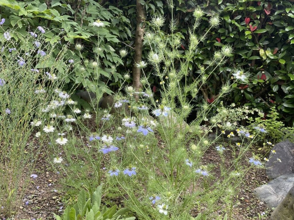 花が咲き始めたニゲラ