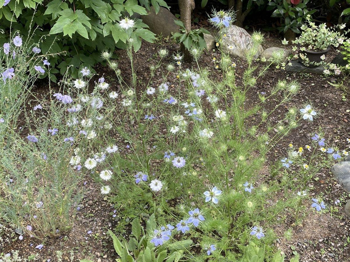 咲き誇るニゲラ
