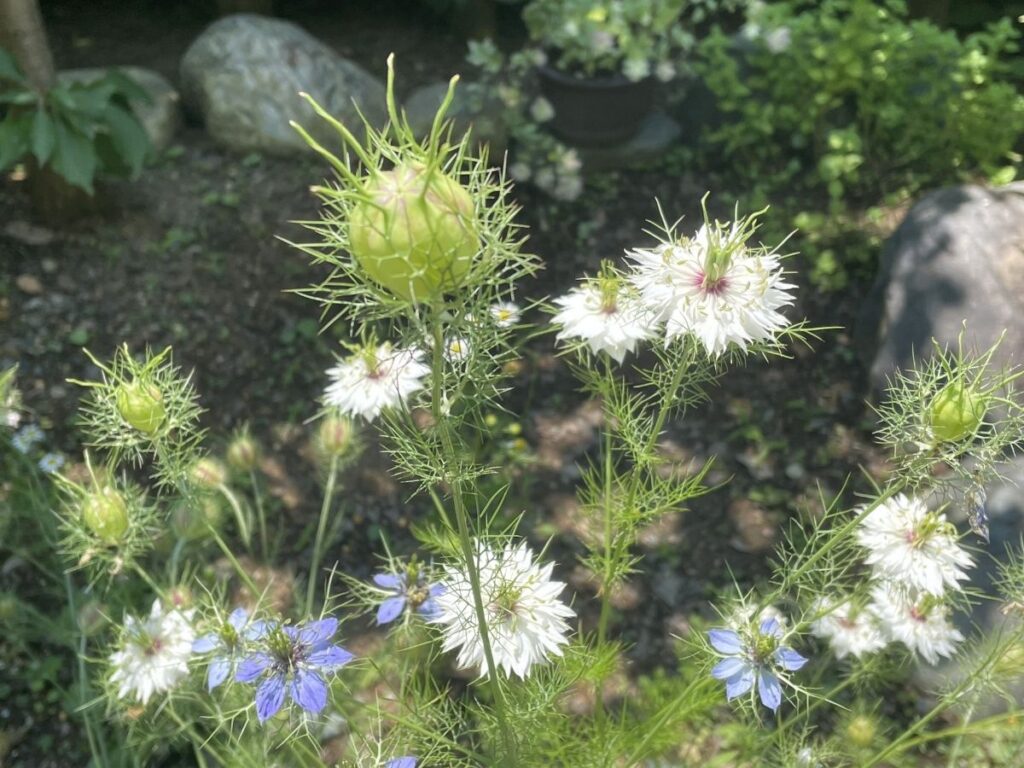 ニゲラの花と花後の姿