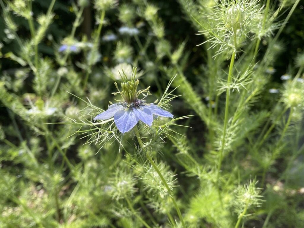 ニゲラの花