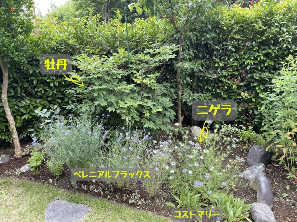 かつてのニゲラのある植栃