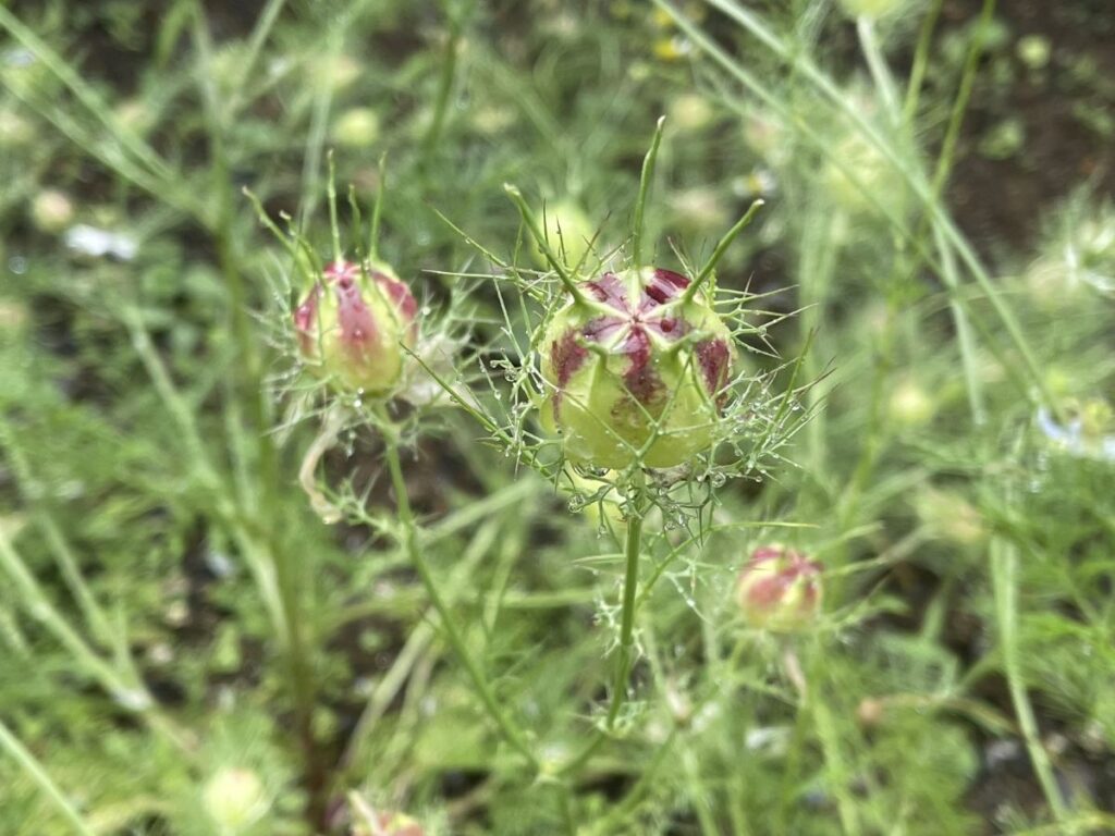 花後のニゲラ